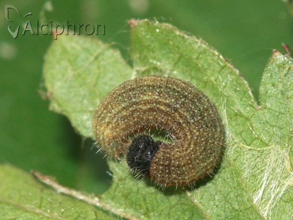 Pyrgus malvae