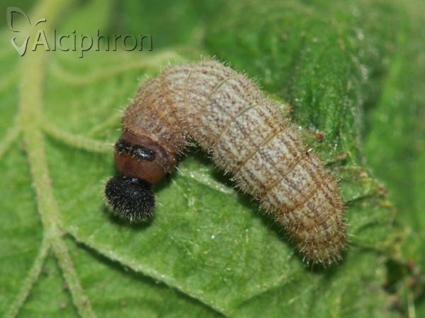 Pyrgus malvae