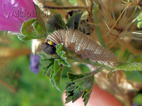 Carcharodus alceae