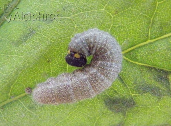 Carcharodus alceae