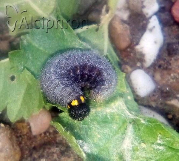Carcharodus alceae