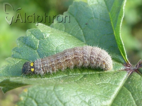 Carcharodus alceae