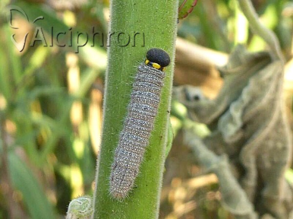 Carcharodus alceae