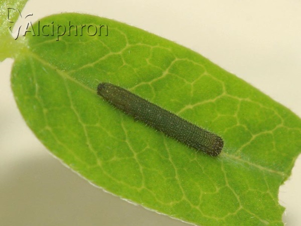 Colias crocea