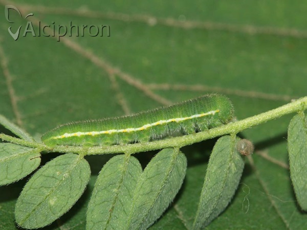 Colias crocea