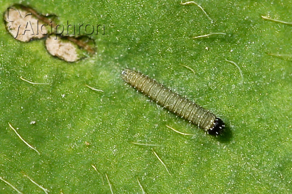 Colias myrmidone