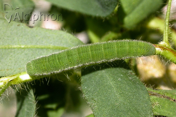 Colias myrmidone