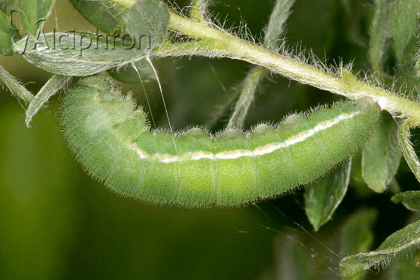 Colias myrmidone