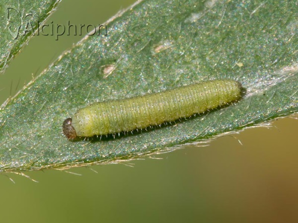 Colias caucasica