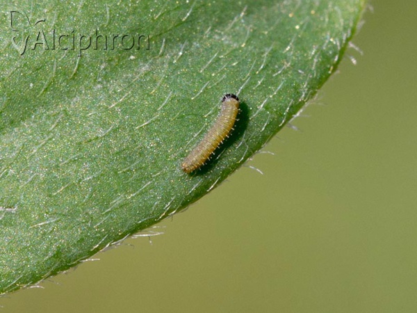 Colias caucasica