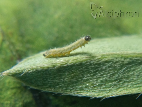 Colias caucasica