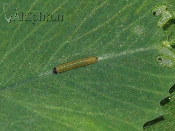 Colias hyale