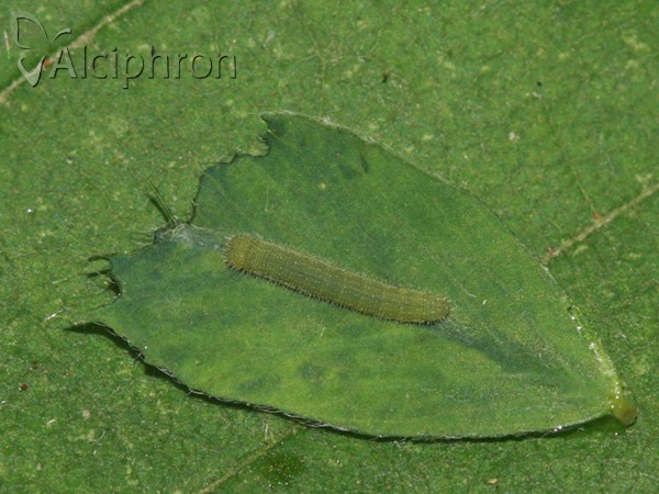Colias hyale