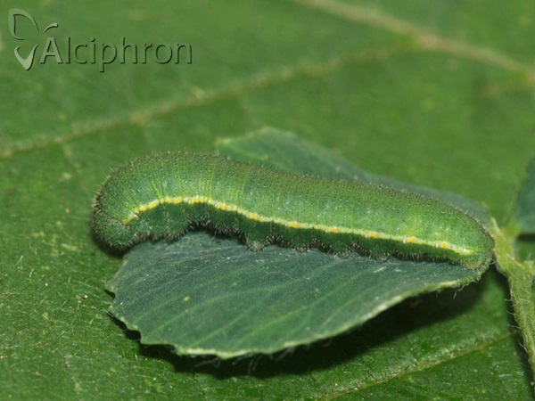 Colias hyale