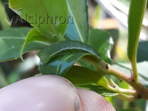 Gonepteryx rhamni