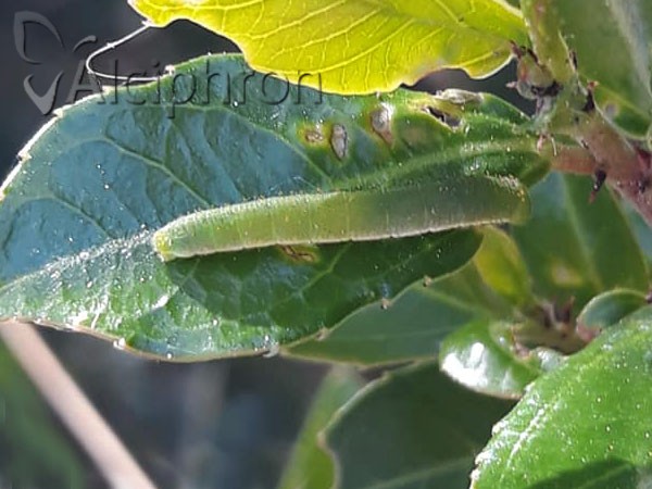 Gonepteryx rhamni