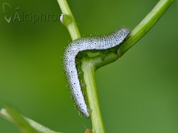 Anthocharis cardamines