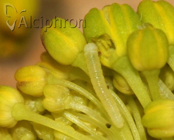 Anthocharis damone