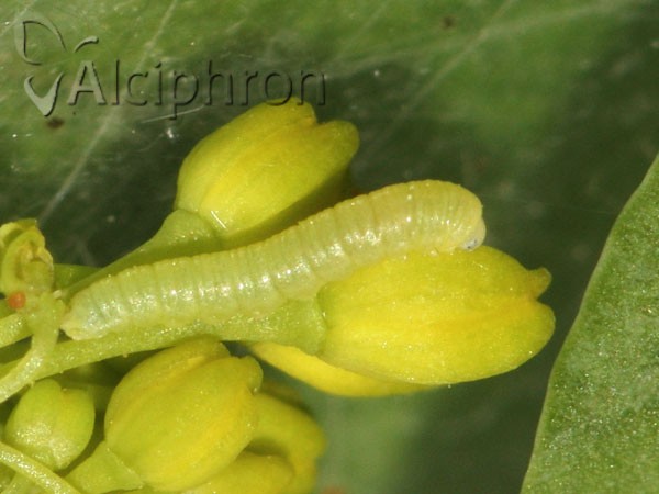 Anthocharis damone