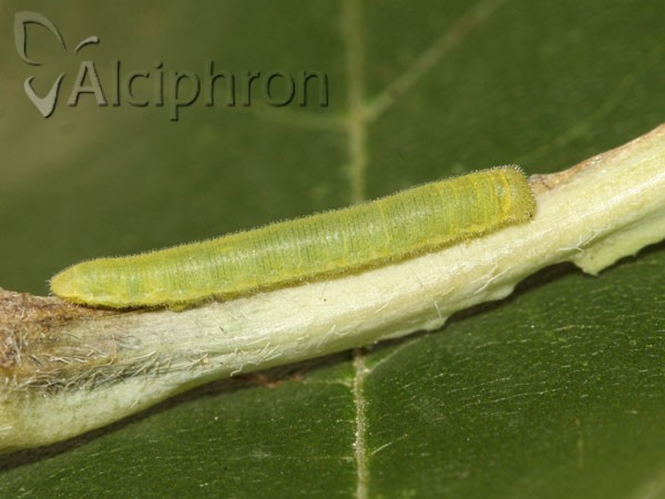 Anthocharis damone