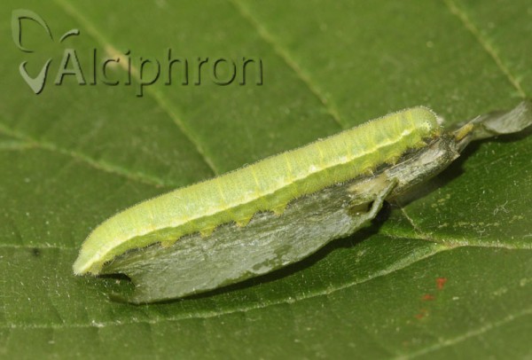Anthocharis damone