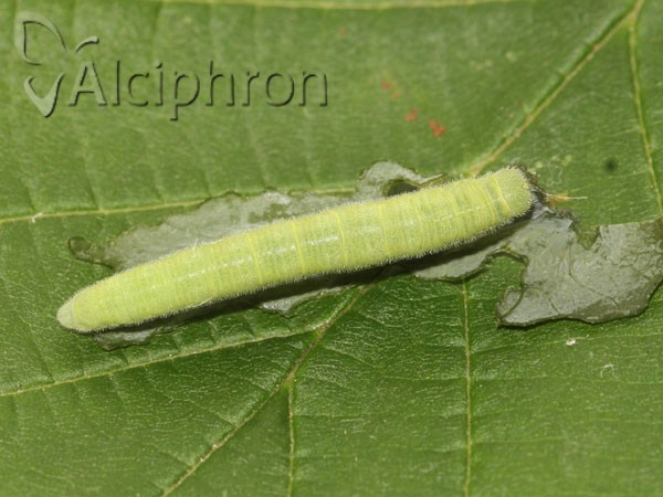 Anthocharis damone