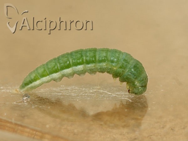 Anthocharis damone