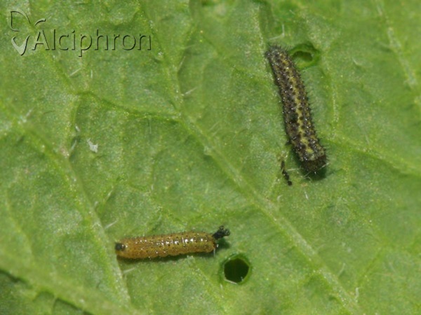 Pontia edusa