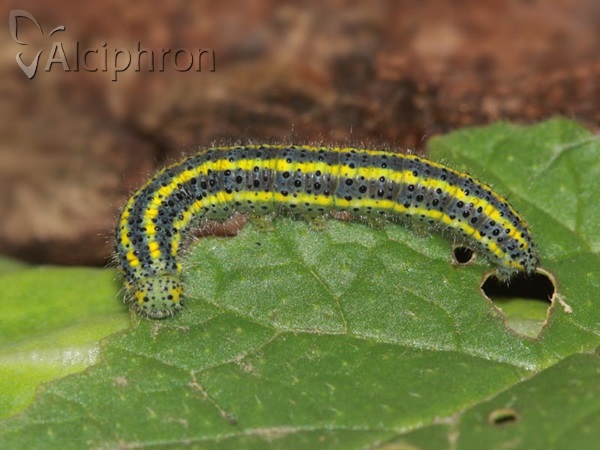 Pontia edusa