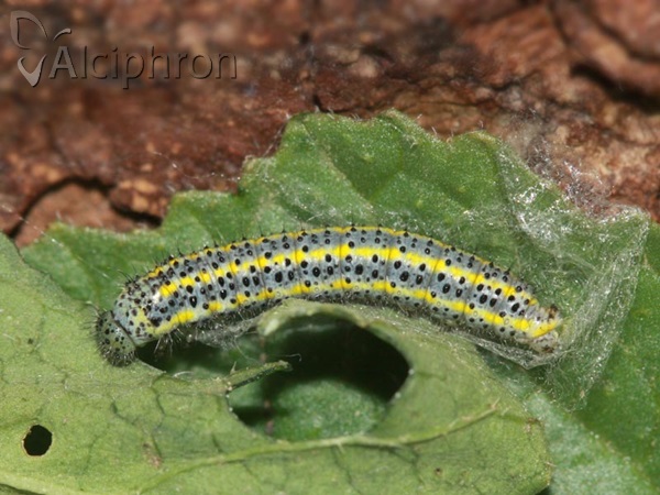 Pontia edusa