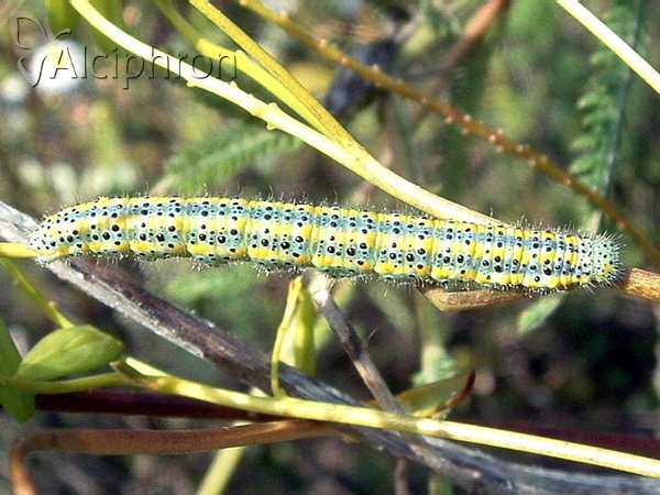 Pontia edusa
