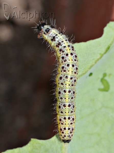 Pieris brassicae