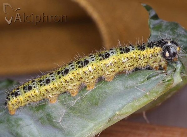 Pieris brassicae