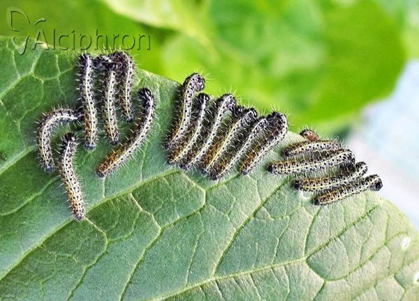Pieris brassicae