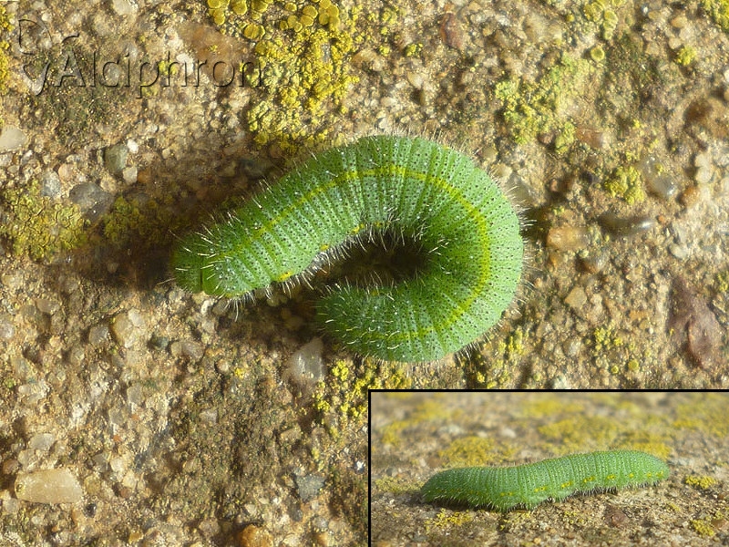 Pieris rapae