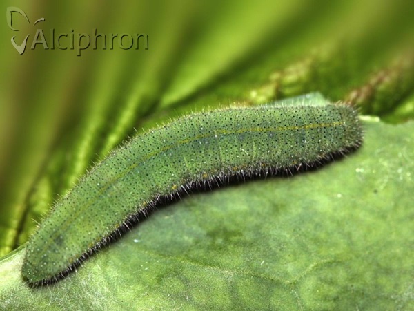 Pieris rapae
