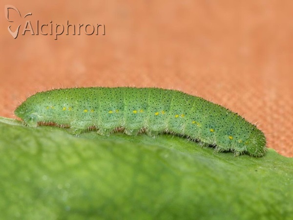 Pieris rapae