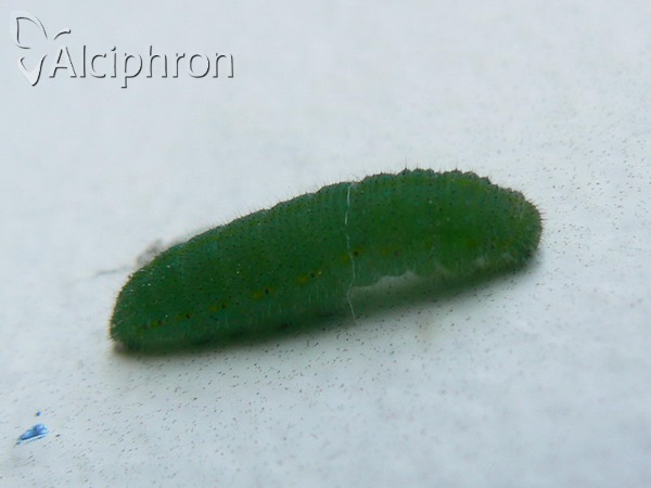 Pieris rapae