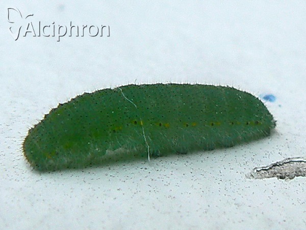 Pieris rapae