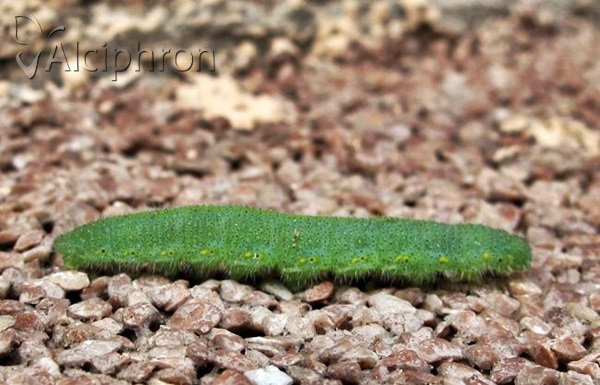 Pieris rapae