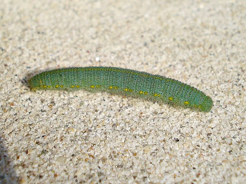 Pieris rapae