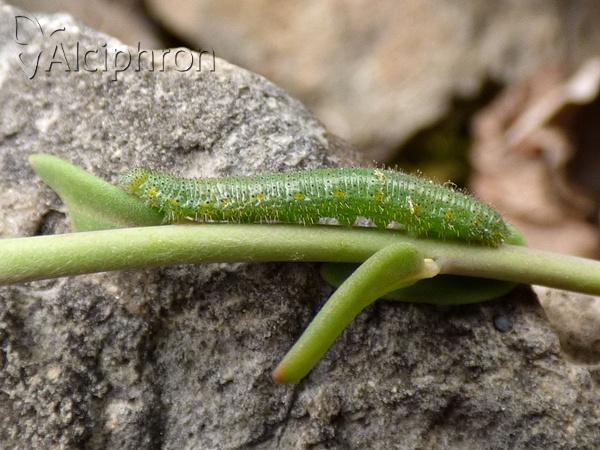Pieris ergane