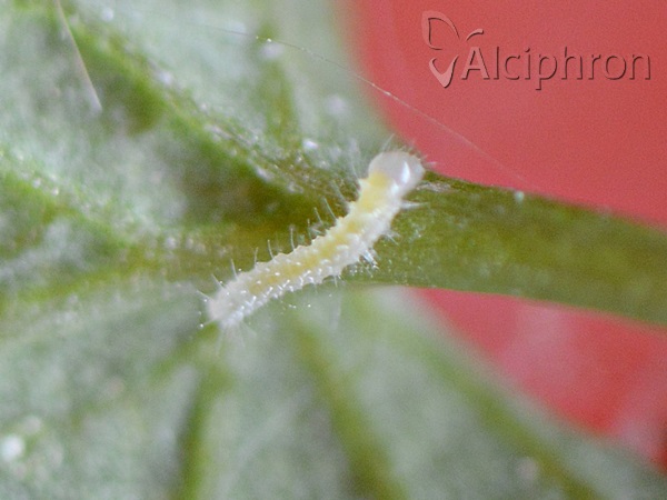 Pieris napi