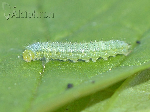 Pieris napi