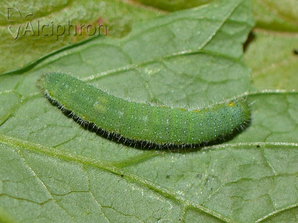 Pieris napi