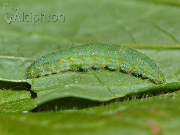 Pieris napi