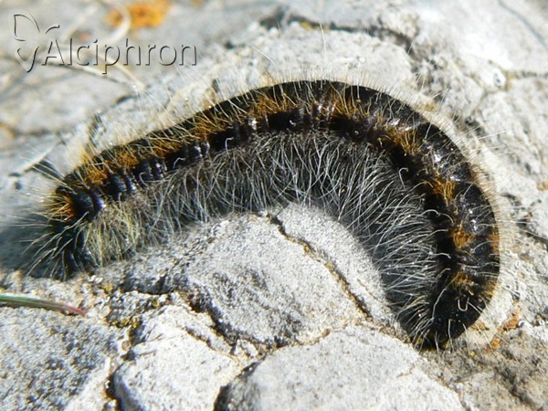 Aporia crataegi
