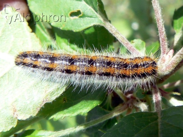 Aporia crataegi