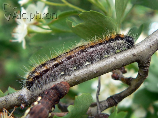 Aporia crataegi