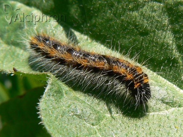 Aporia crataegi